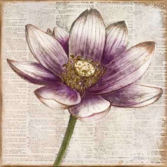 Defined Lotus II Poster Print by Patricia Pinto - Item # VARPDX8783A