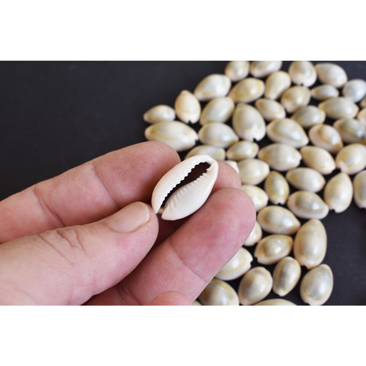 12-25mm Organized Cowrie Shells 100 pcs