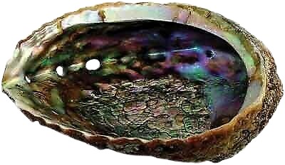 5 Inches Well-Polished Abalone Shell