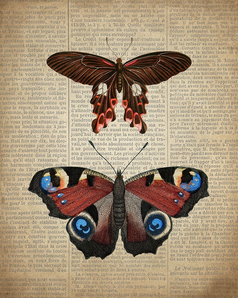 Newspaper Butterfly 2 Poster Print by Kimberly Allen - Item # VARPDXKARC857B