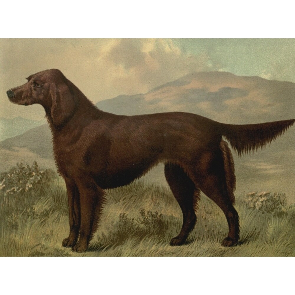 Posterazzi Illustrated Book of the Dog 1881 Irish Setter Poster Print by  C.B. Barber