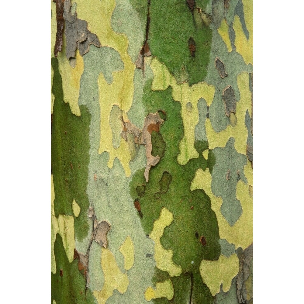Posterazzi Bark Of A Sycamore Tree Poster Print