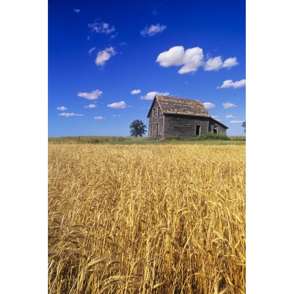 Posterazzi Old House And Mature Winter Wheat Field  Winnipeg  Manitoba Poster Print