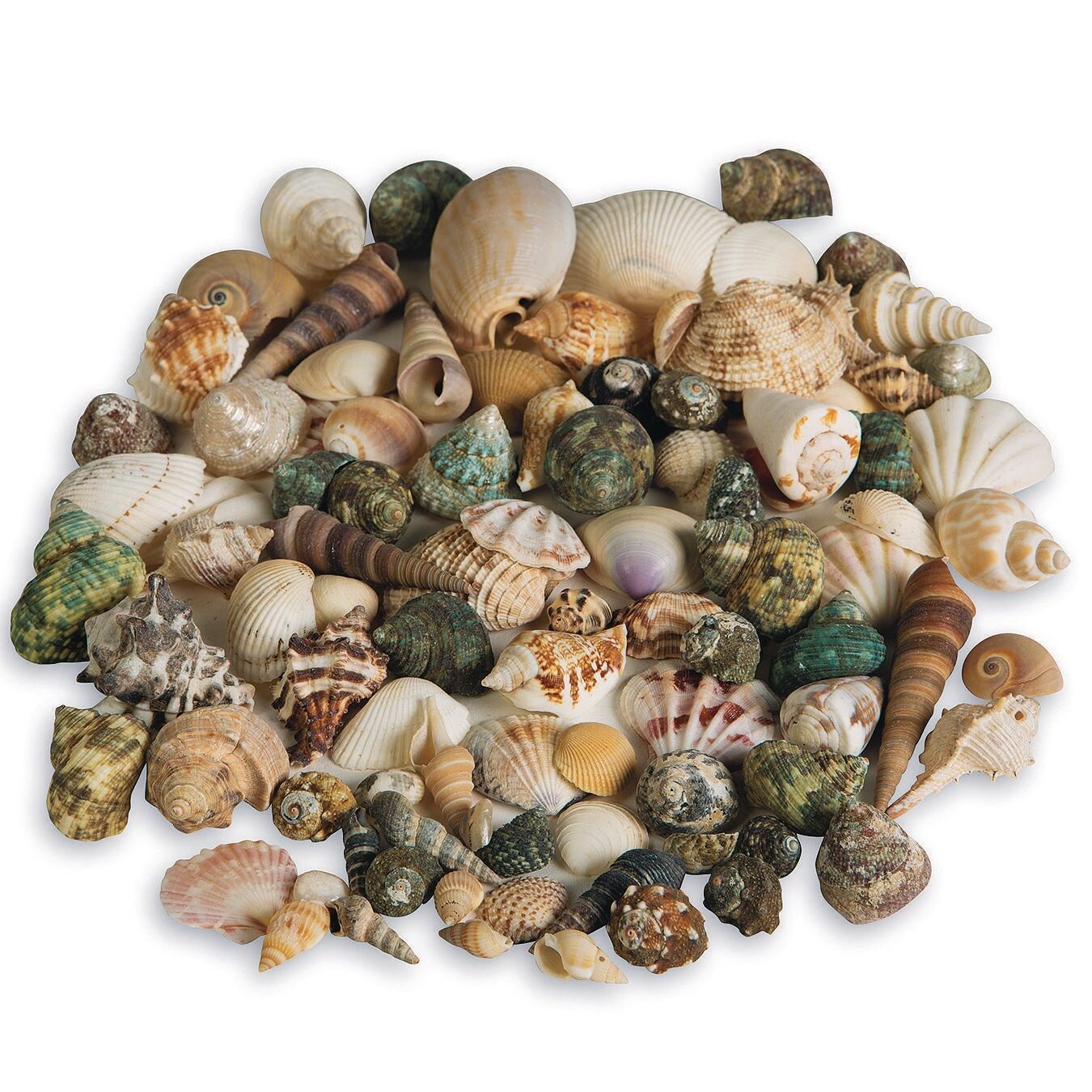 Natural Seashell Assortment, 2-1/2 lbs.