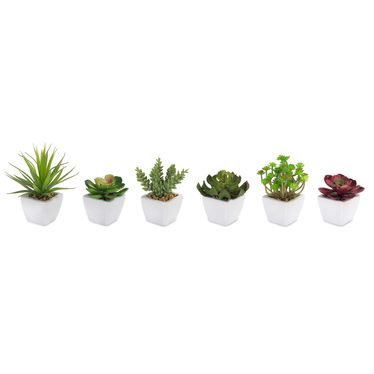Potted Succulent (Set of 6)