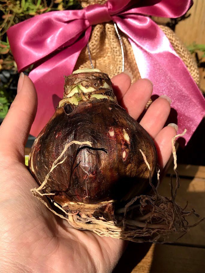 Amaryllis Grow Kit - ROSE Planter / Pink and White Flower