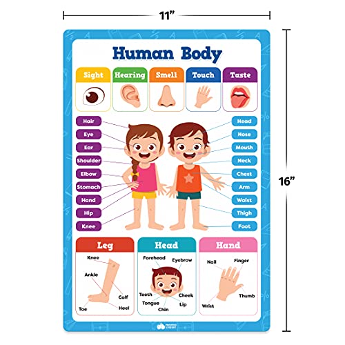 20 Classroom Educational Posters For Preschoolers Toddlers Kindergarten Elementary - 16&#x22; x 11&#x22; - 20pcs - Learning Posters For Toddlers Wall Preschool Kindergarten Kids Posters Classroom Supplies Decor