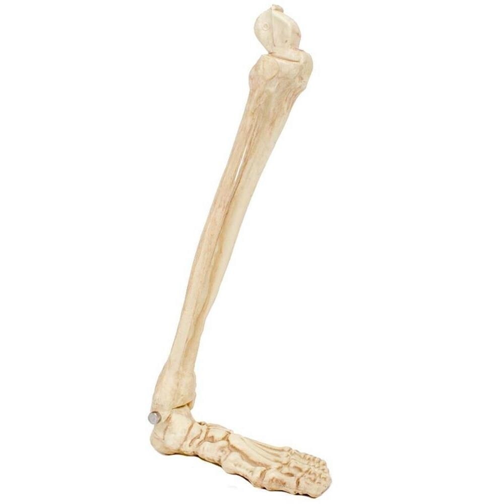 Seasons Crazy Bonez Skeleton Leg Bone Scary Halloween Decor   Z18778