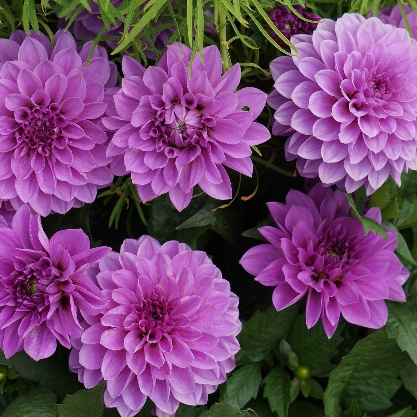 Touch Of ECO Grand Duchess Lilac Dahlia Flowers - 7 Bulbs - Splendid Spiky Petals Easy to Grow