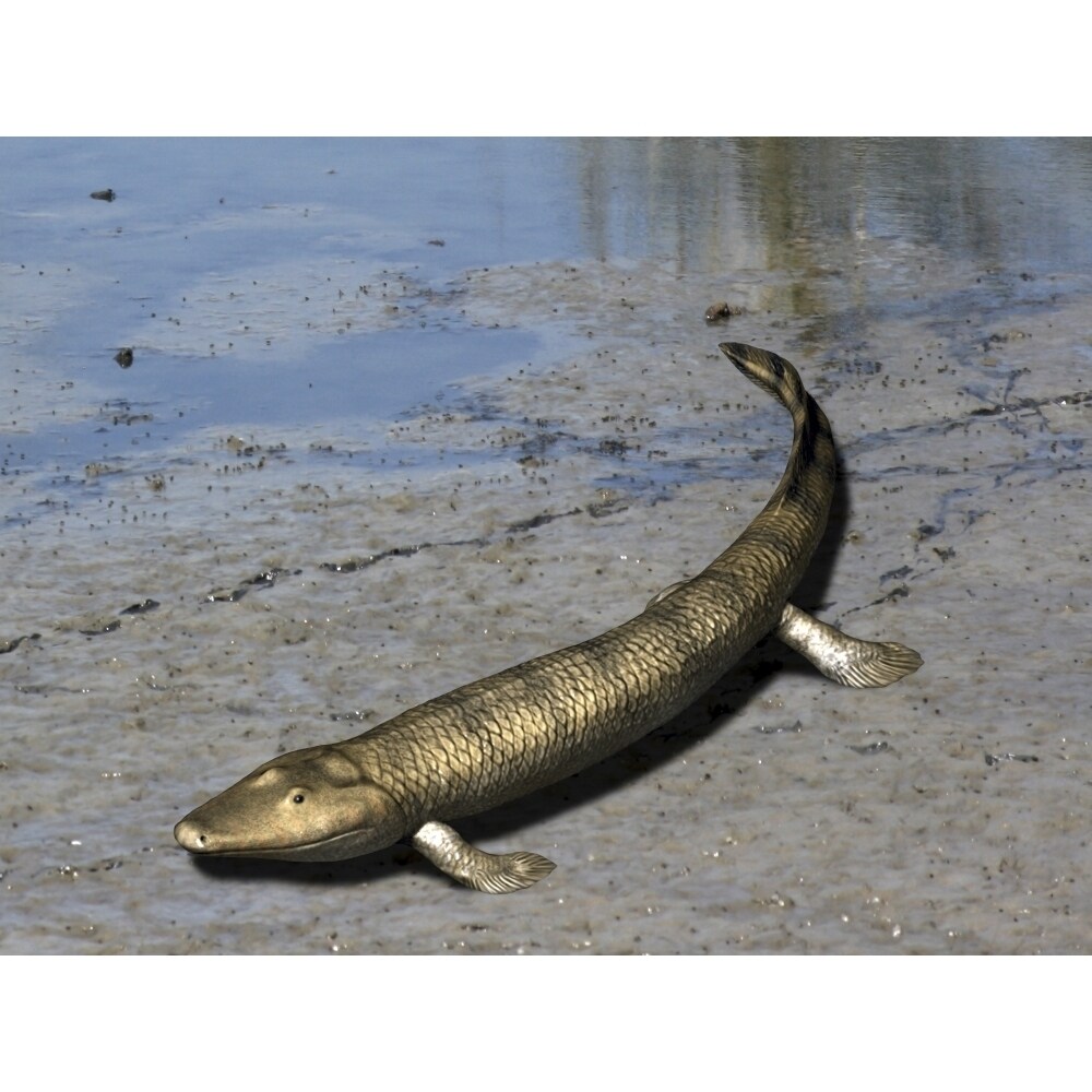 Posterazzi Tiktaalik is an extinct lobe-finned fish from the Late Devonian of Canada. Poster Print by Nobumichi Tamura/Stocktrek Im