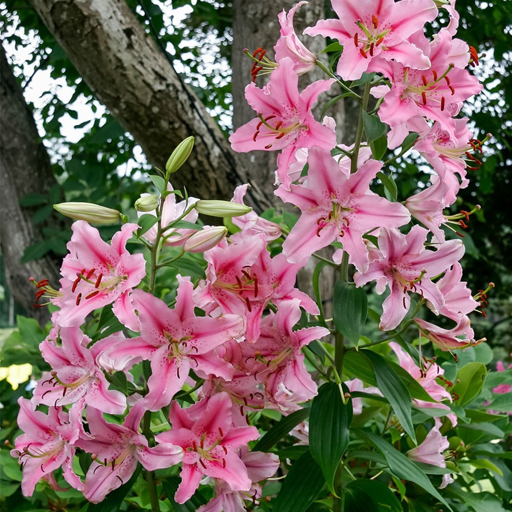 Touch Of ECO Giant Stargazer Lily Flowers - 6 Bulbs - Fragrant Fuchsia and Pink Petals