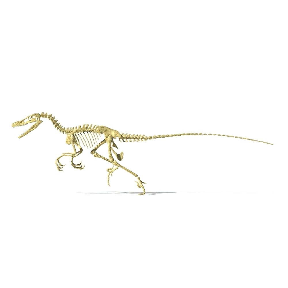 3D Rendering Of A Velociraptor Dinosaur Skeleton Poster Print