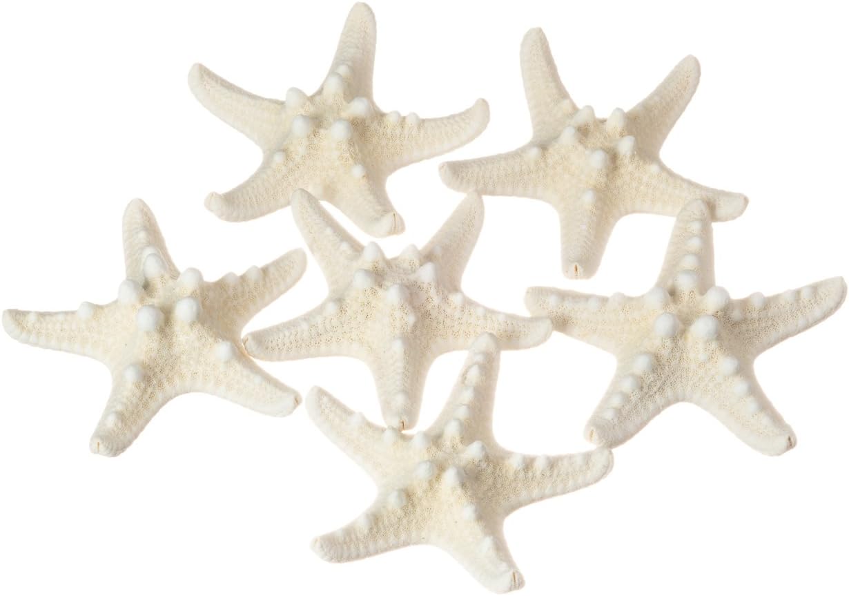 Knobby Starfish 6 Pack Knobby Starfish White 3 to 4 inches