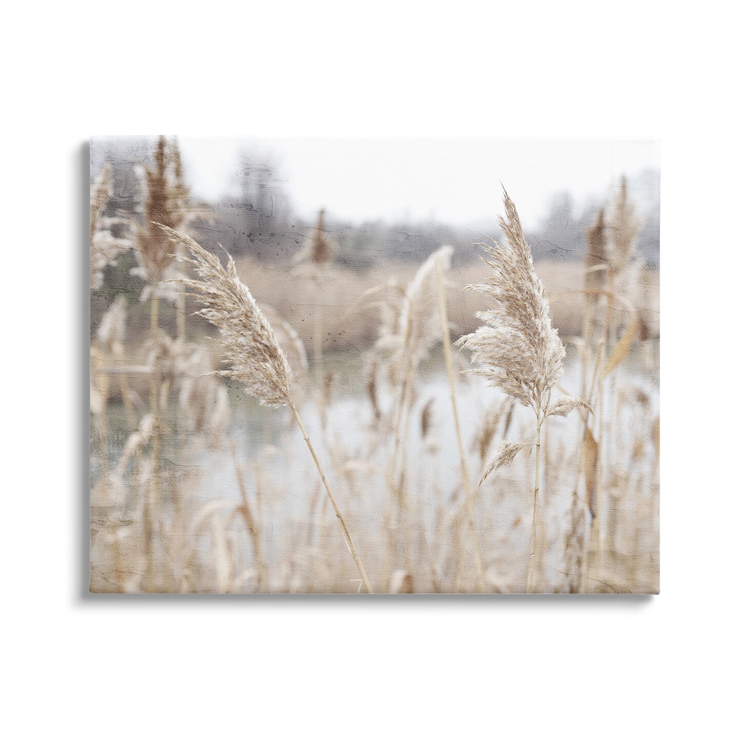 Stupell Industries Pampas Grass Reeds Lakeside Canvas Wall Art