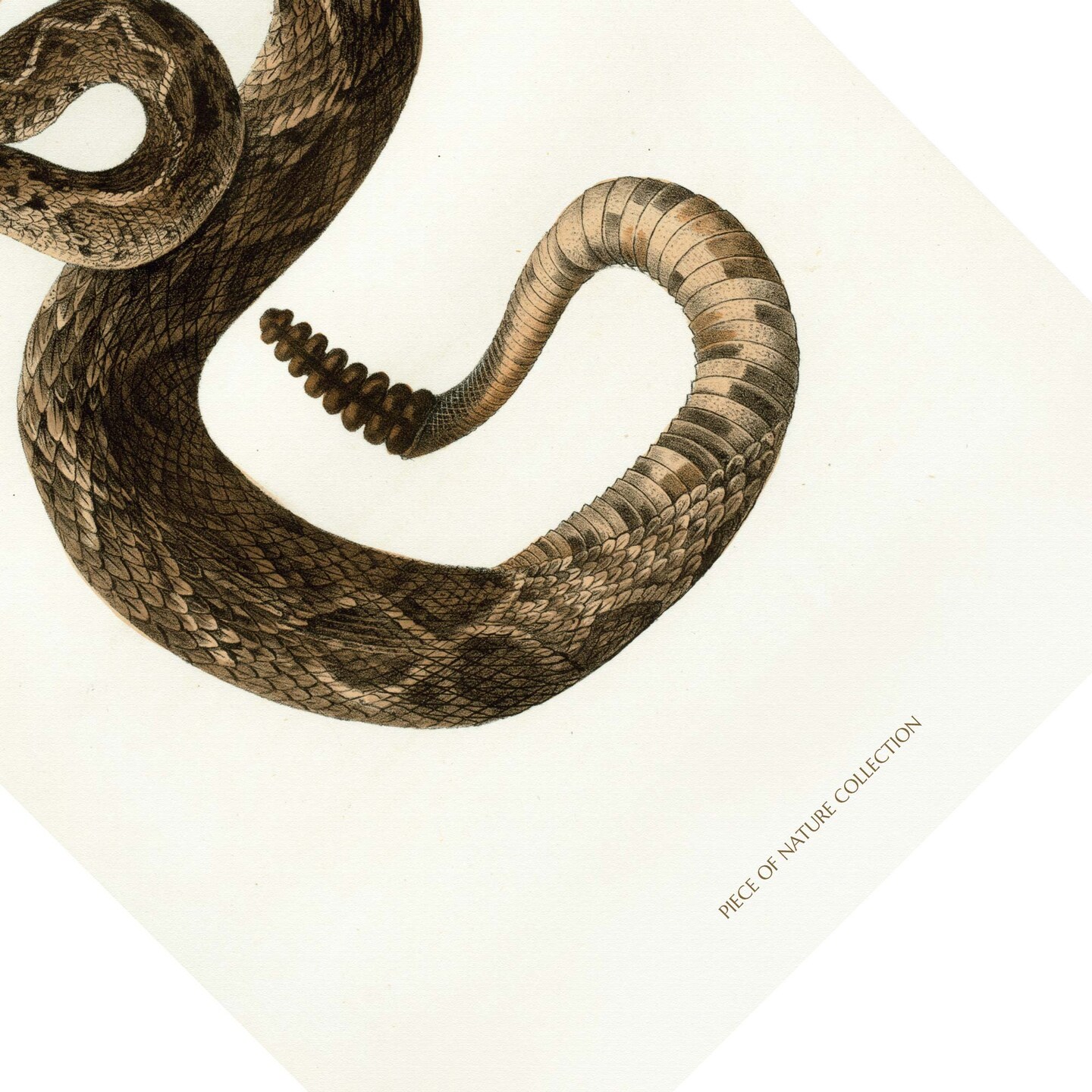 Snake Painting Living Room Poster Snake Print Vintage Poster
