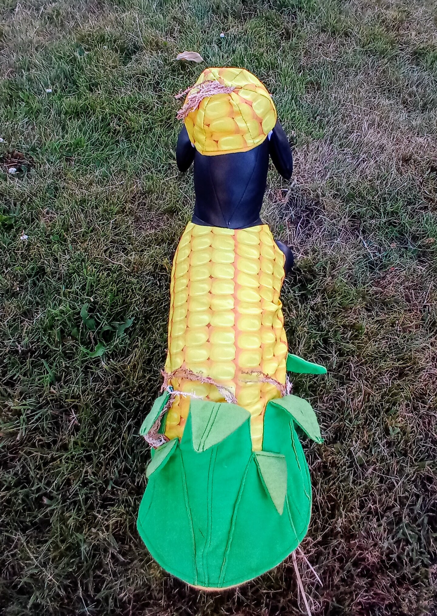 Corn on the cob dog costume, Corn dog costume, Halloween dog outfit,  Costume for dogs MakerPlace by Michaels