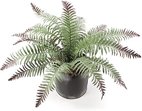 2pc 20" Artificial Boston Fern w/ Dusty Finish – Lifelike Greenery
