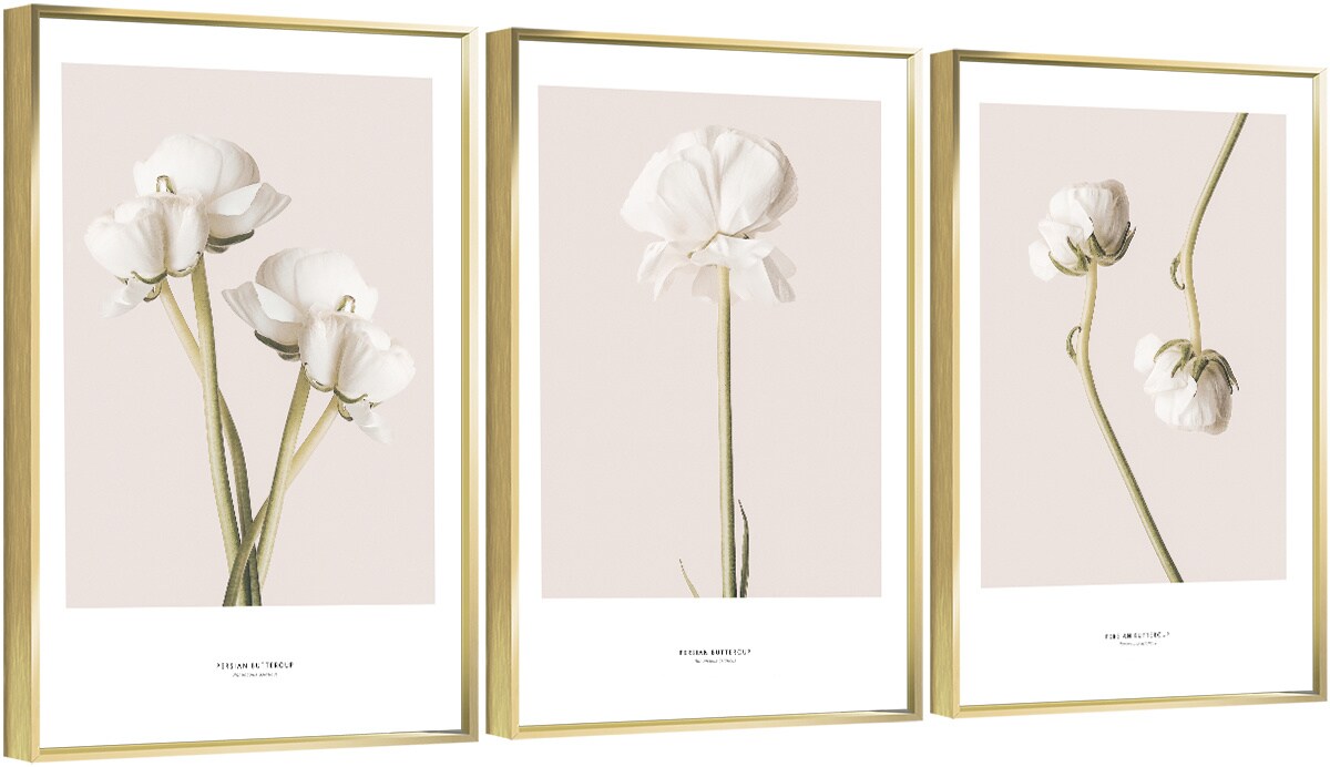 3 Set Framed Canvas Wall Art Oil Paintings - White Rose
