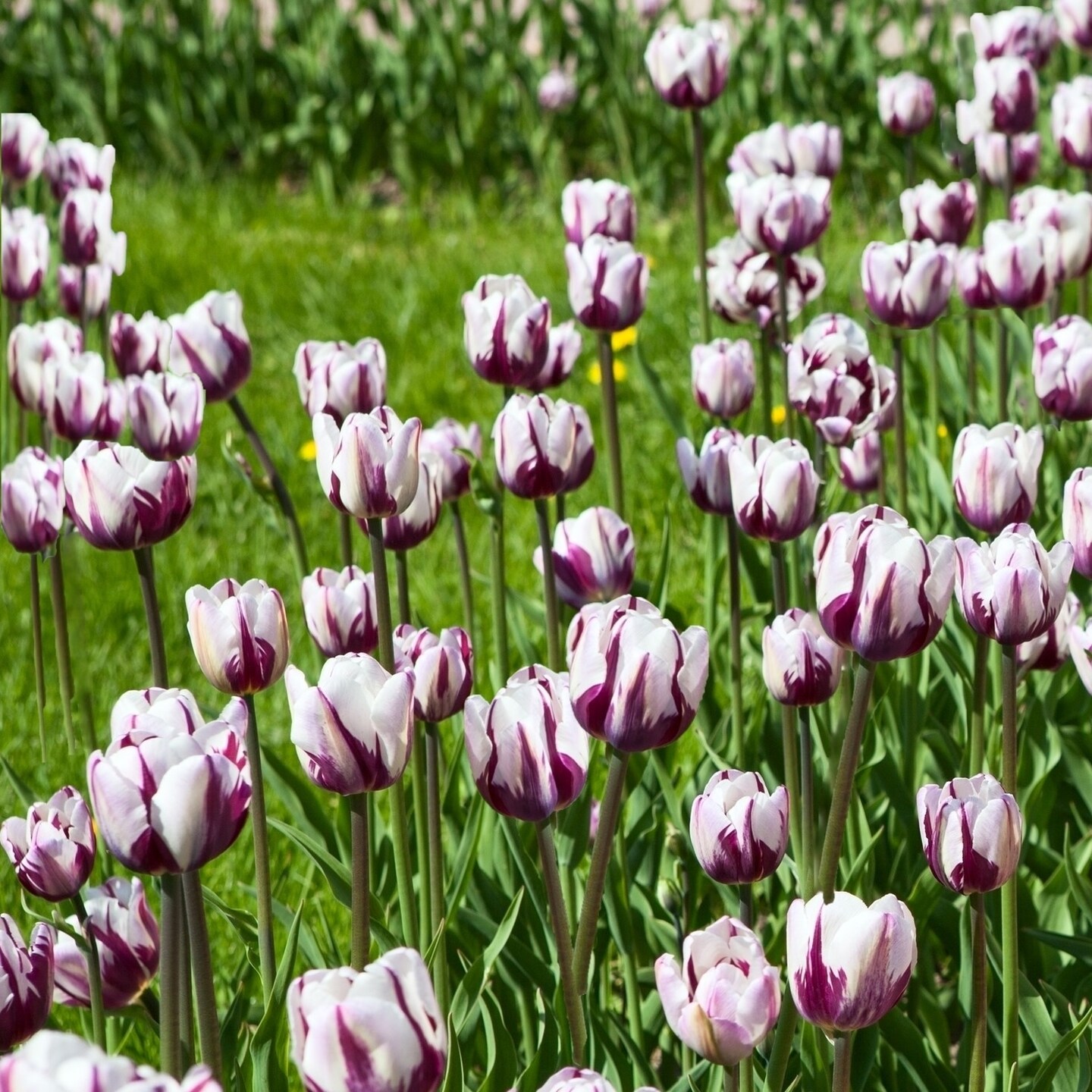 Blueberry Ripple Tulip Flowers- 10 20 Or 40 Bulbs