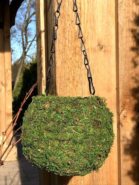 6&#x22; MOSS Hanging Planter - BALL