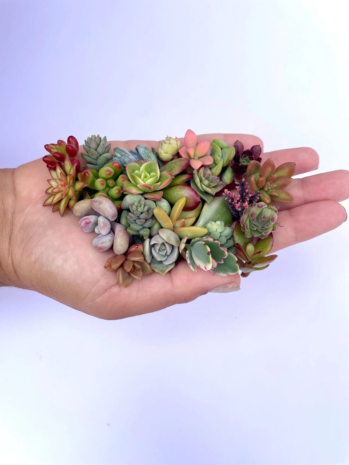 Mini Medley Succulent Clippings - Tiny Succulents for Crafts | MakerPlace  by Michaels