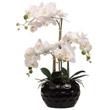 Phalaenopsis Orchid Arrangement: 20-Inch, Floral D&#xE9;cor by Floral Home&#xAE;