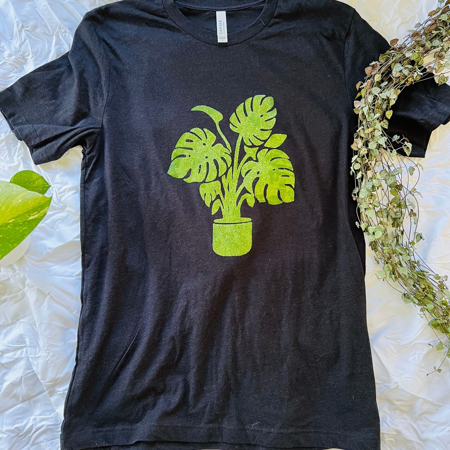 philodendron 69686 6" Philodendron 69686 (Bette Waterbury)