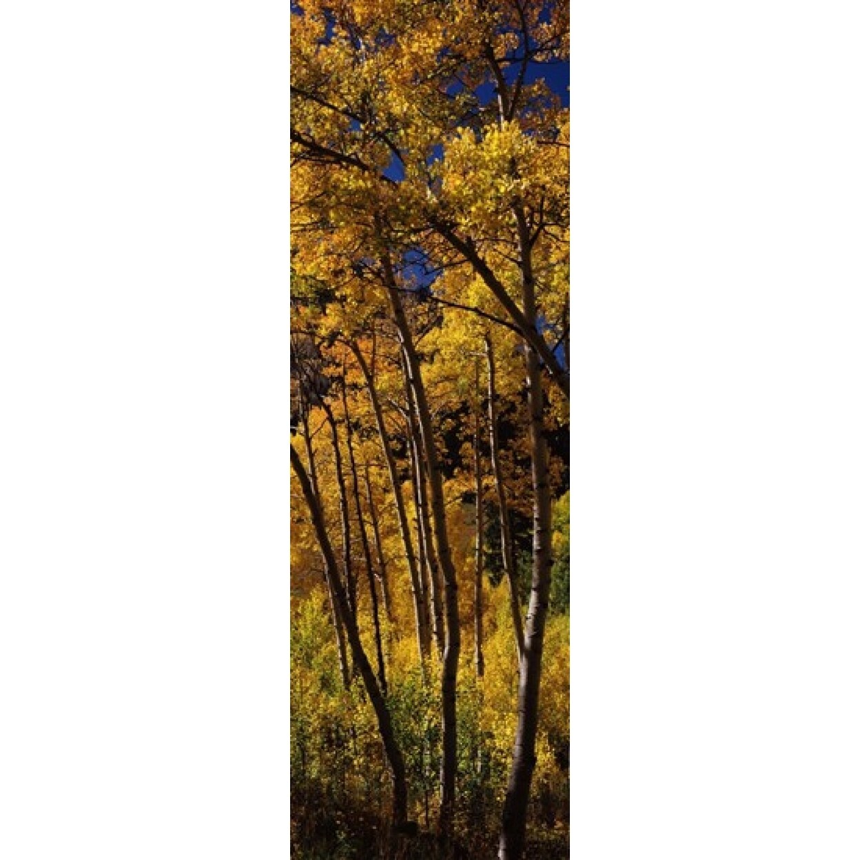 Aspen Trees In Autumn Colorado Usa Poster Print (36 X 12)