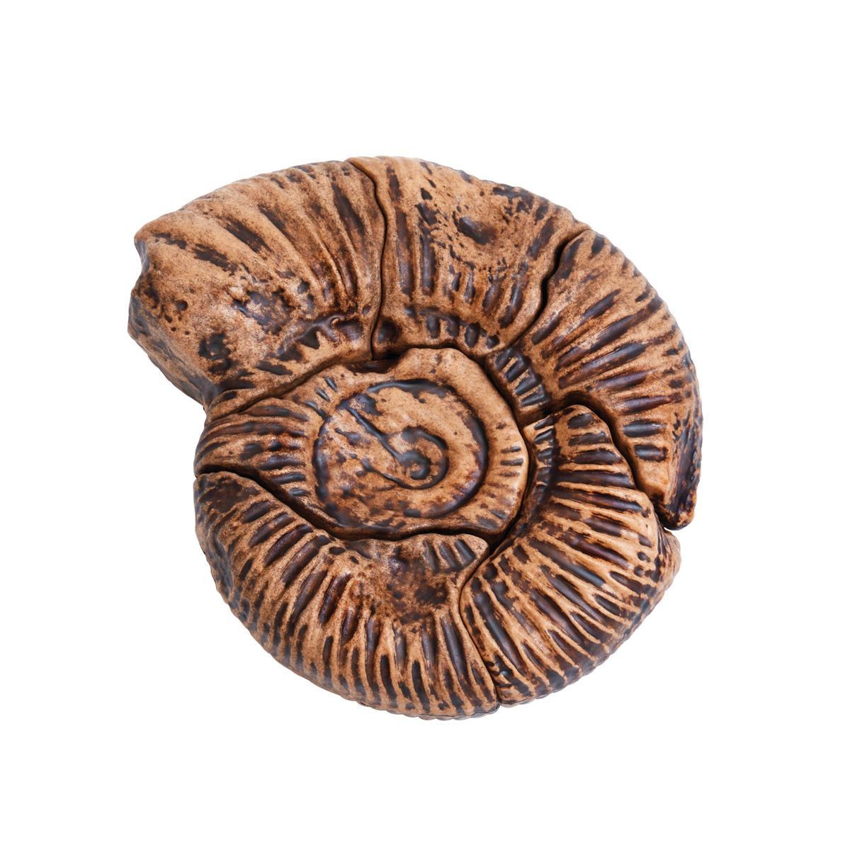 Kaplan Early Learning Company Magnetic Fossil 3D Puzzle - Ammonite - 6 Pieces