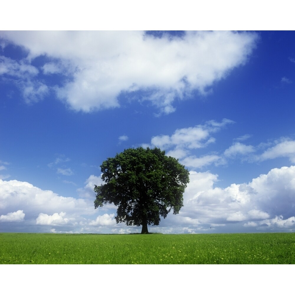 Oak Tree On A Landscape County Meath Republic Of Ireland Poster Print
