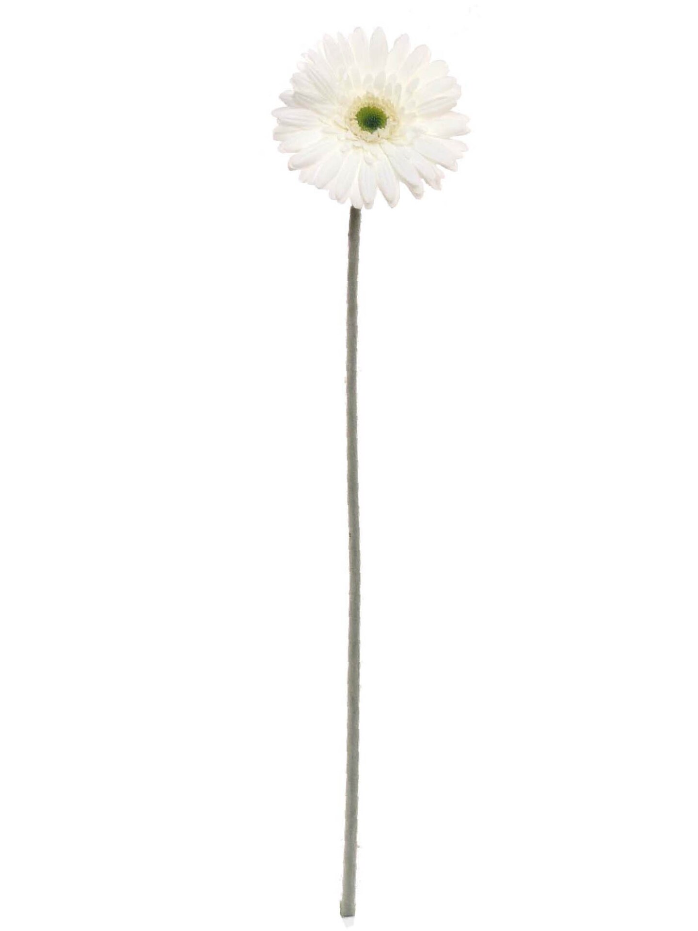 24-Pack: White Gerbera Daisy Flower Stem by Floral Home&#xAE;