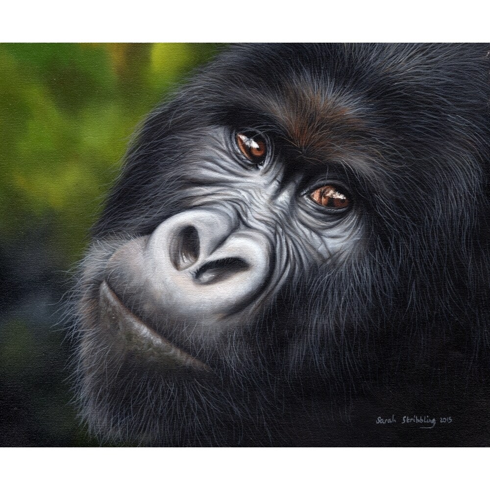 Mountain Gorilla Poster Print By Sarah Stribbling