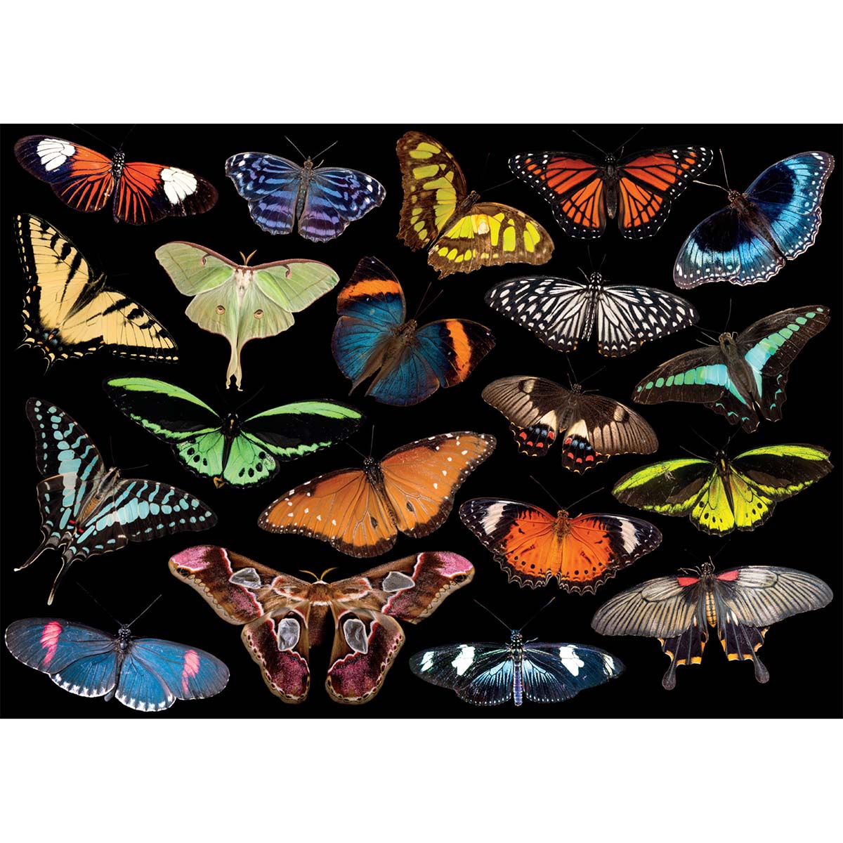 Buffalo Games  Winged Jewels Jigsaw Puzzle