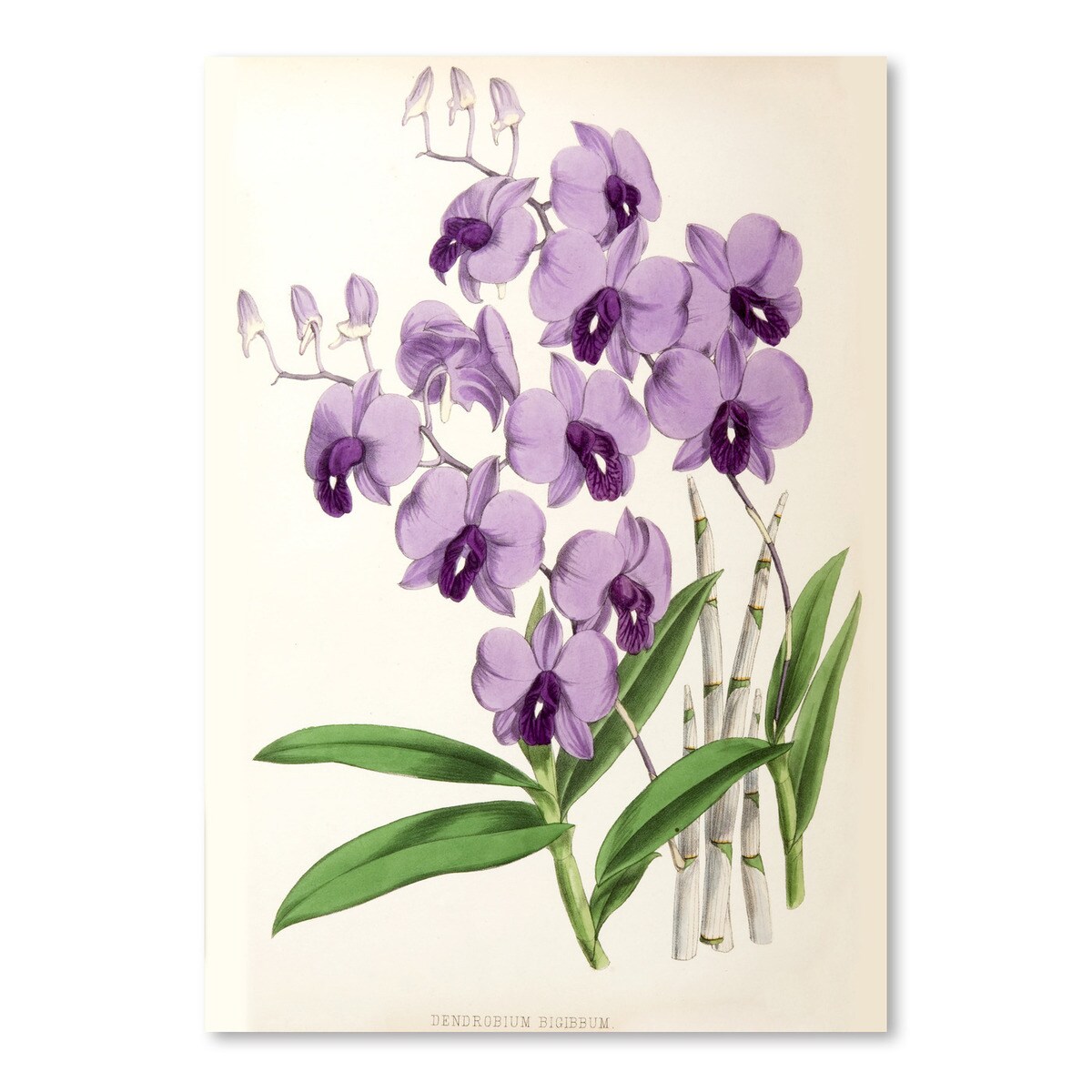 Fitch Orchid Dendrobium Bigibbum by New York Botanical Garden  Poster Art Print - Americanflat