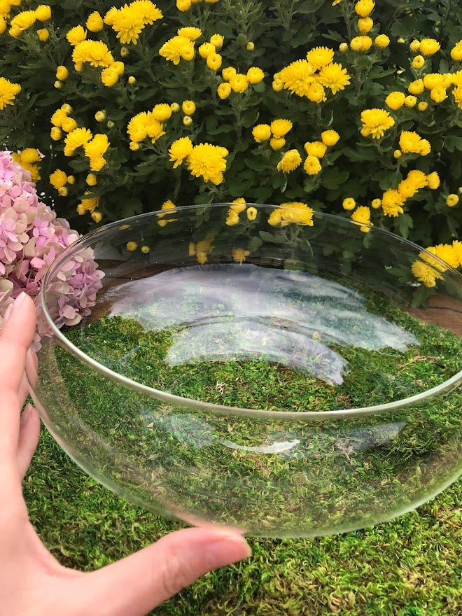 Terrarium - Shallow 10&#x22; Glass Terrarium