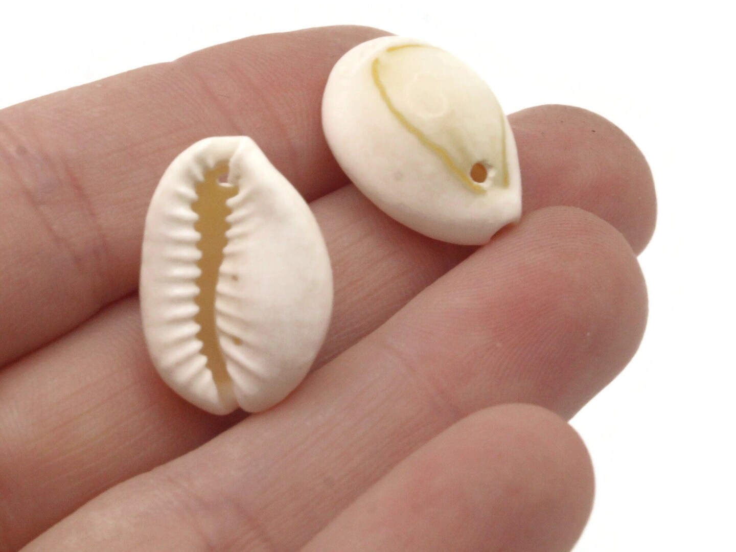 20 20mm White Cowrie Natural Seashell Beads bF2