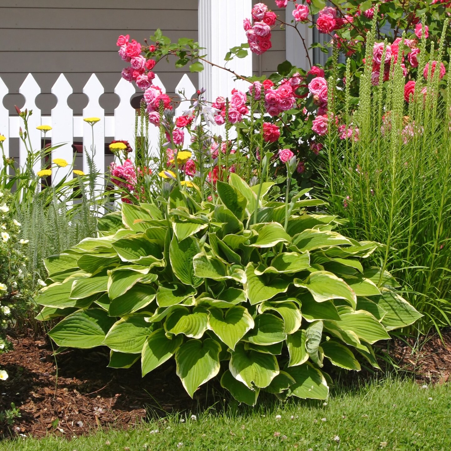Heart Shaped Hosta Bare Roots 9 Shade Tolerant Hardy Perennial Plants Green
