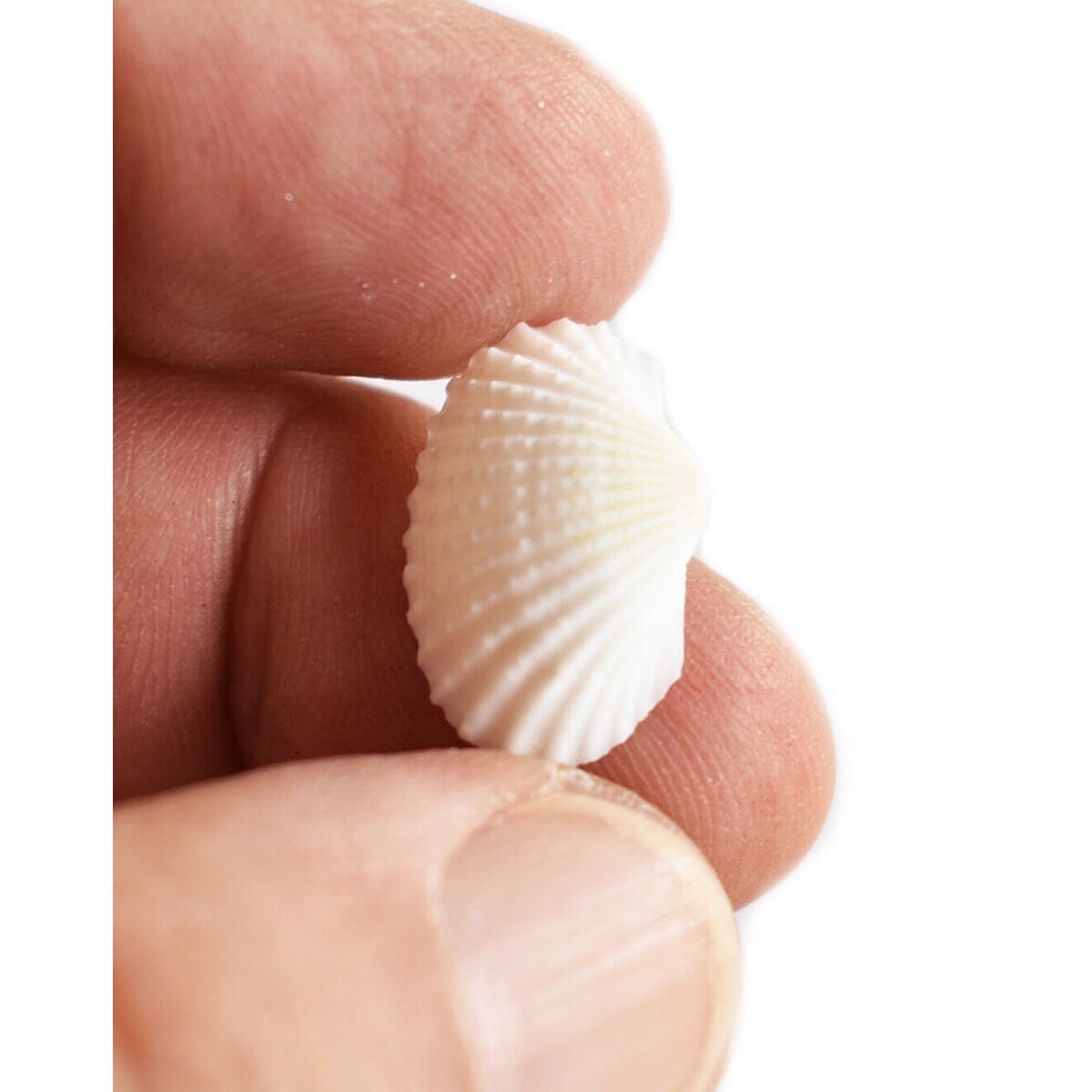 3/4 Inch Teeny Natural Ark Seashells 200 pcs