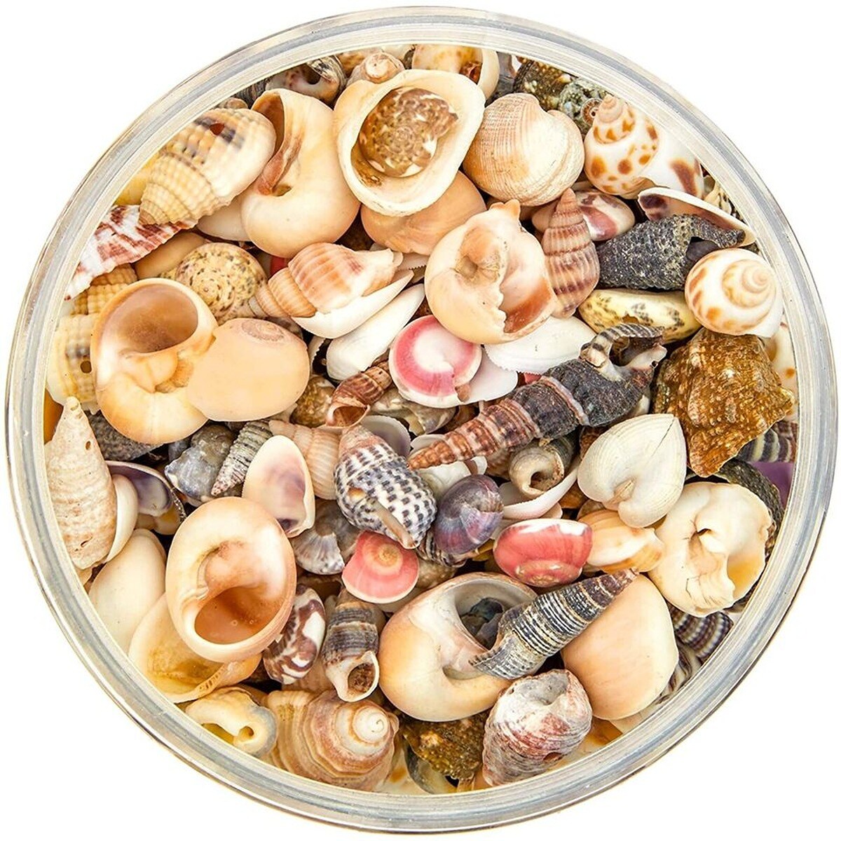 0.4-1 Inch Tiddly Spiral Seashells 700 pcs