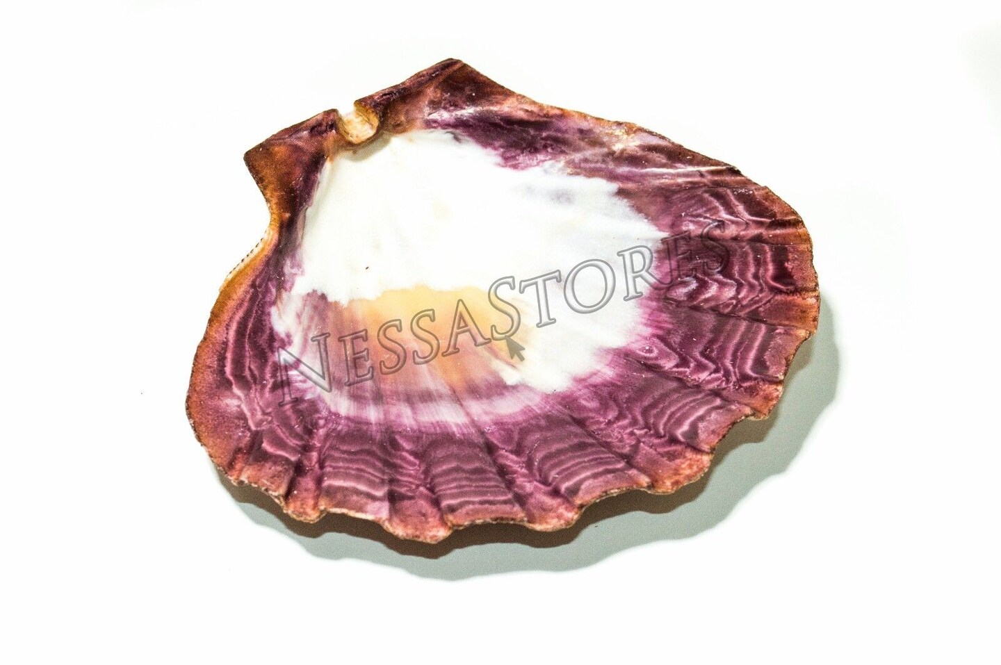 6 Inches Natural Lion Paw Scallop Seashell
