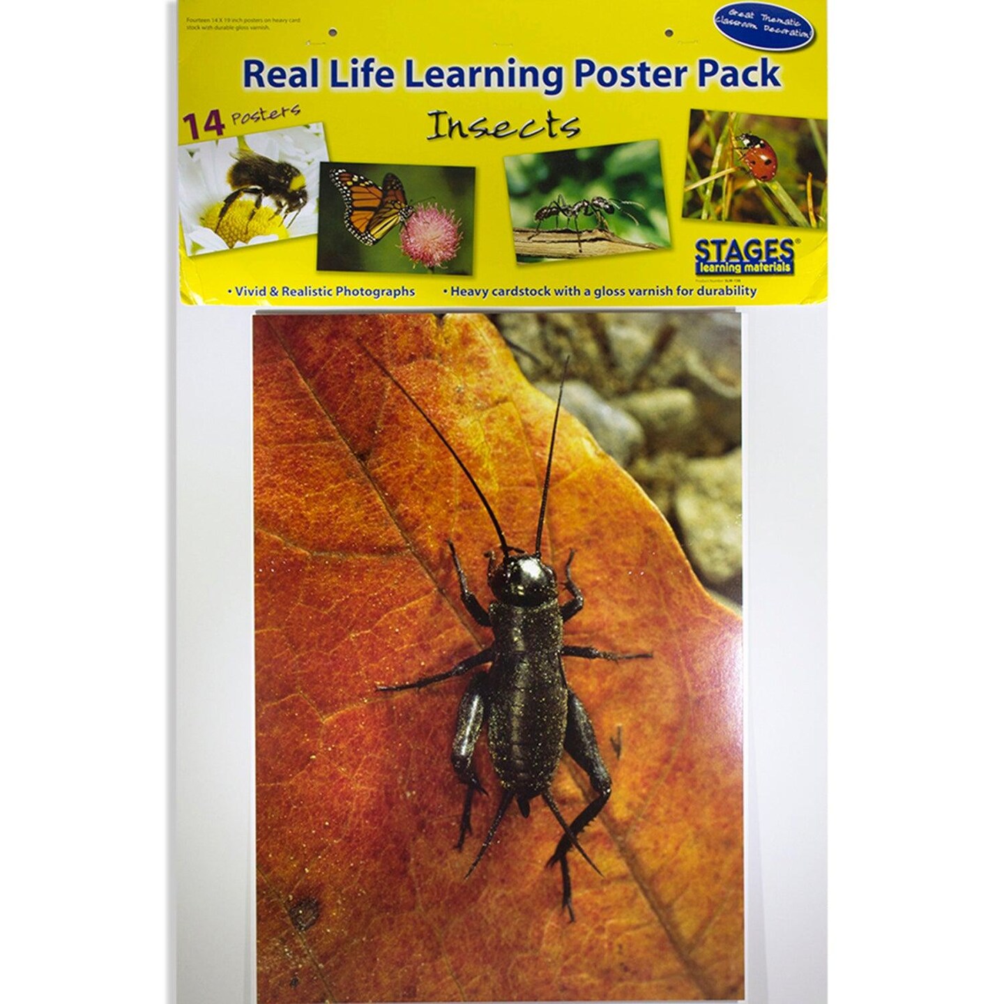 Insects &#x26; Bugs Real Life Learning Poster Card Set, Set of 14
