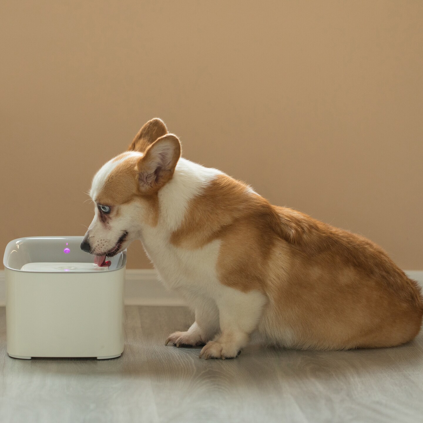 Plastic White Motion Sensor Pet, Dog or Cat Water Drinking Fountain, 3 Liter Capacity