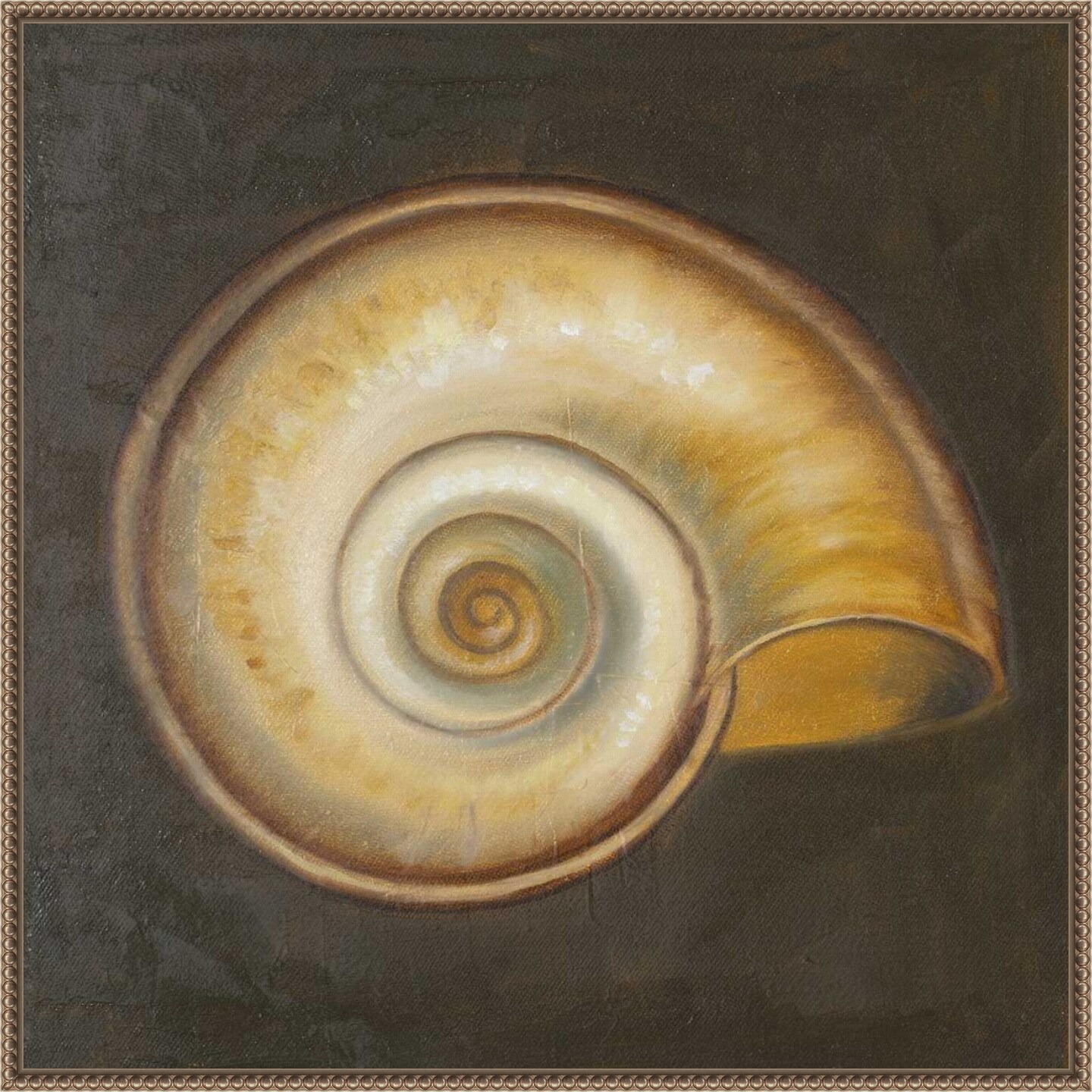 Seashell I by Patricia Pinto Framed Canvas Wall Art