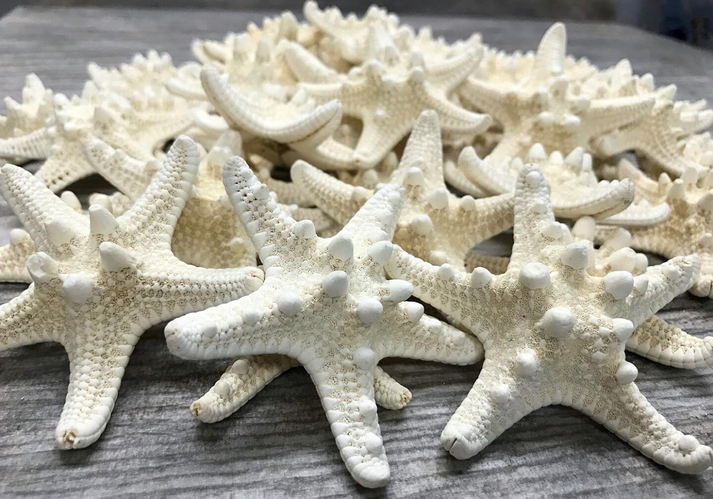 Knobby Starfish 48 Knobby Starfish White 1 1/4&#x22; to 2 1/4&#x22; Stars