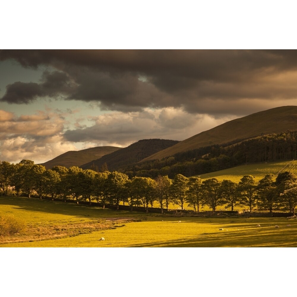 A Golden Landscape Under A Cloudy Sky At Dusk;Northumberland England Poster Print