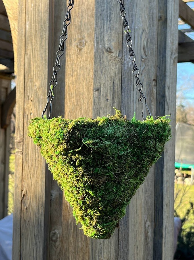 6&#x22; MOSS Hanging Basket - Square Cone