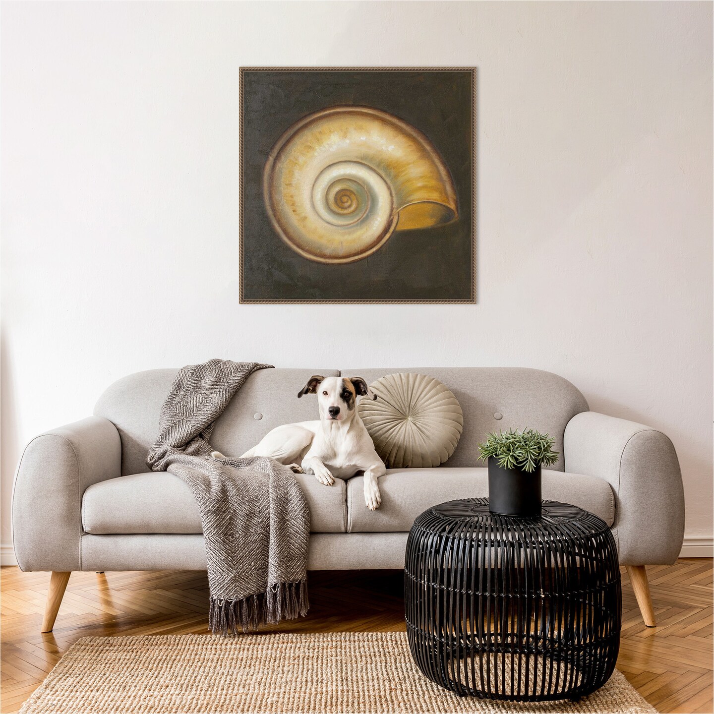 Seashell I by Patricia Pinto Framed Canvas Wall Art