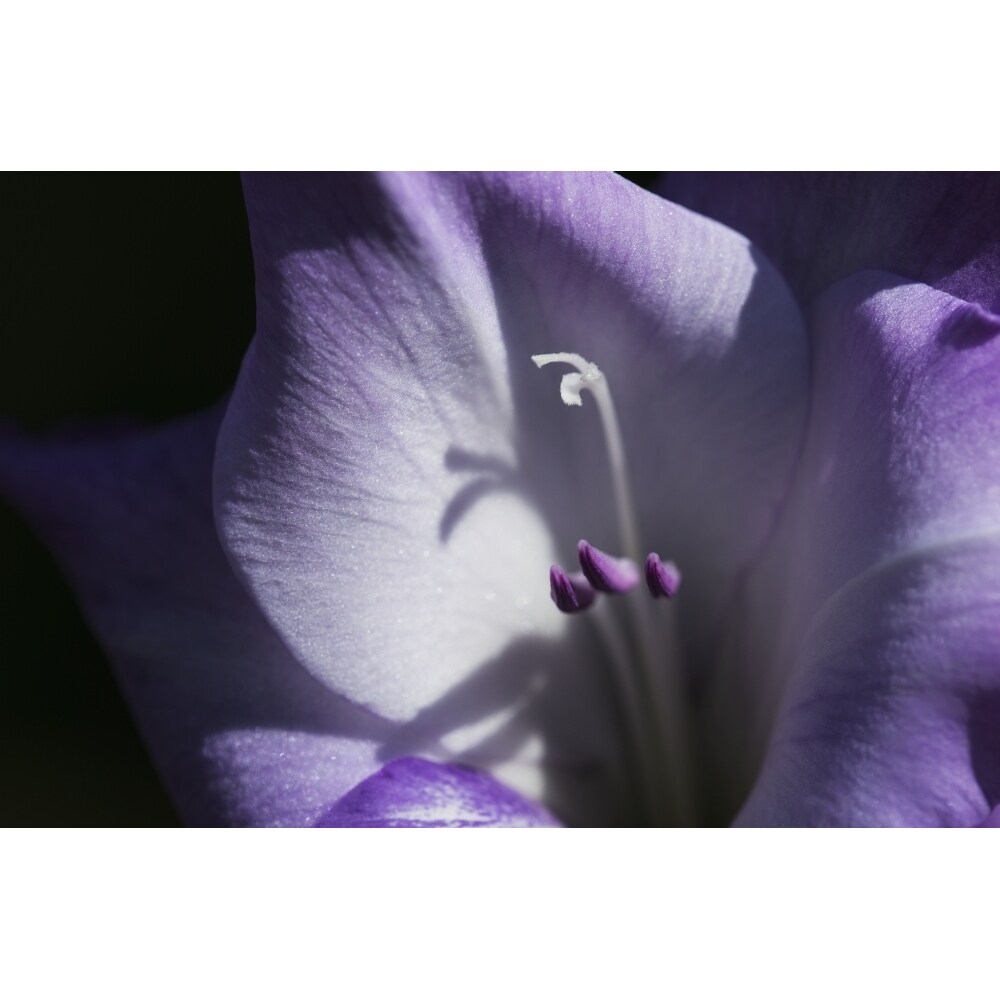 Posterazzi Purple gladiolus; Astoria Oregon United States of America Poster Print