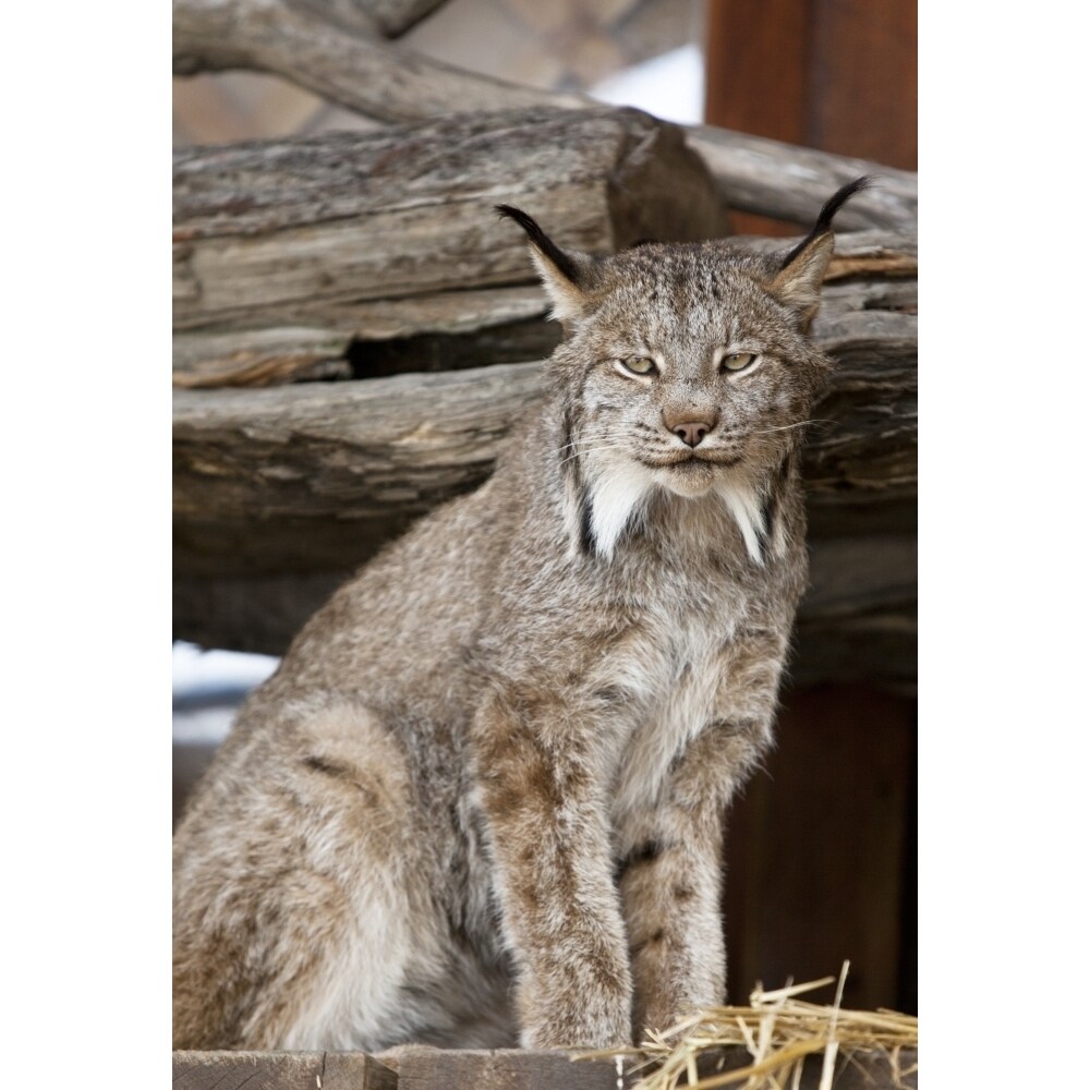 Posterazzi Captive: Close Up Of A Lynx At The Alaska Wildlife Conservation Center  Southcentral Alaska  Summer Print