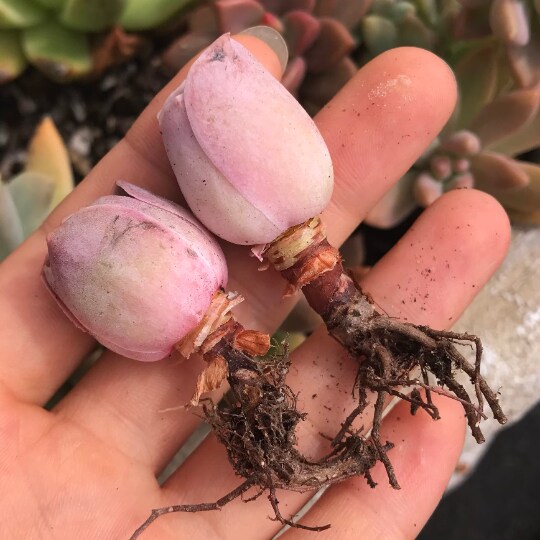 Rare Succulent - Aeonium Aurea ex El Hierro 'Pink Mountain Rose'  Greenovia(green in winter and pink in summer) | MakerPlace by Michaels